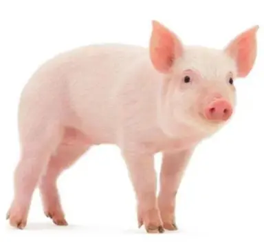 Profile image of 여우