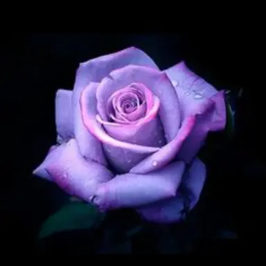 Profile image of 평학