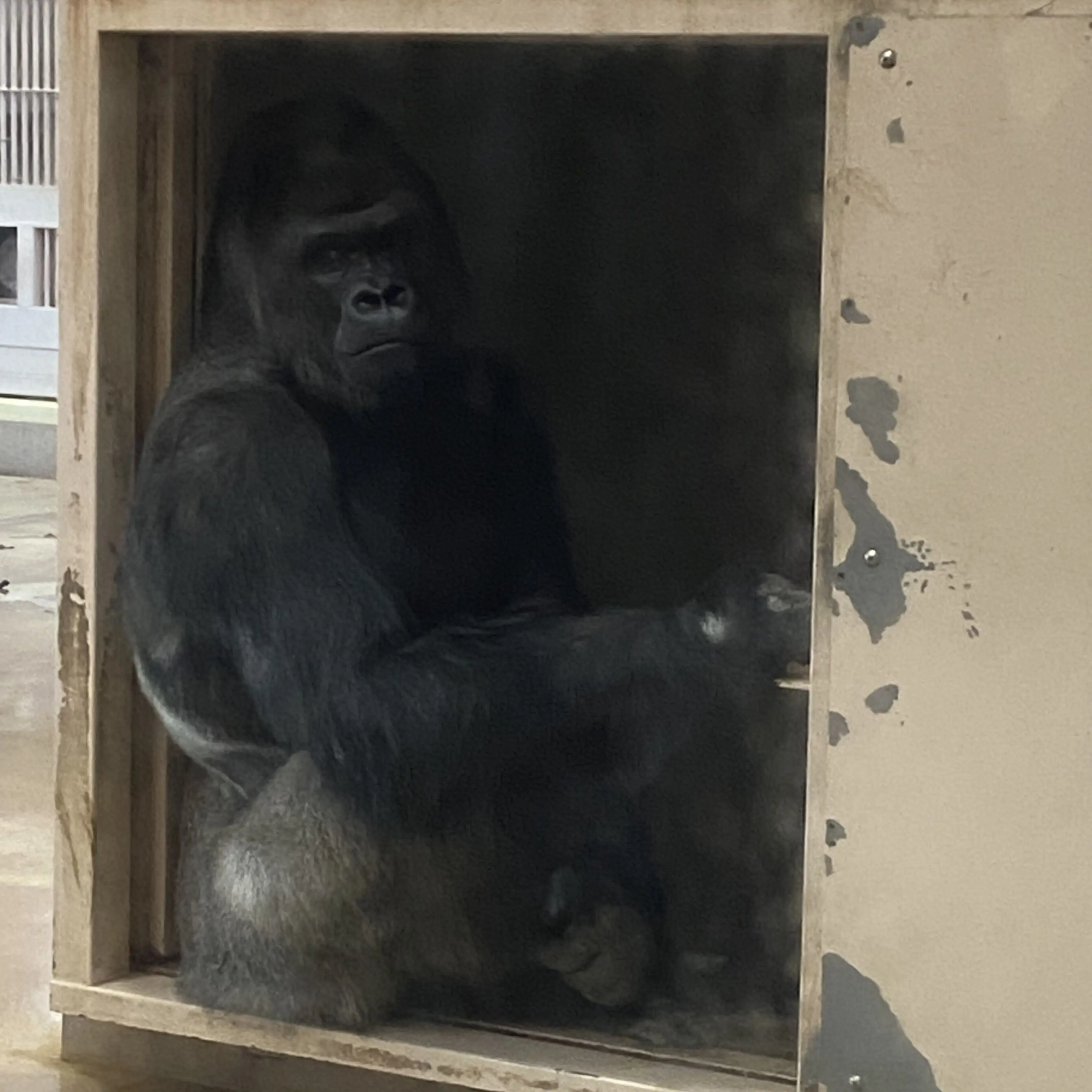 RareShard2917의 ストレス発散