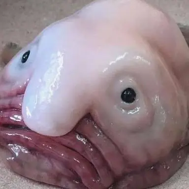 Profile image of 오코