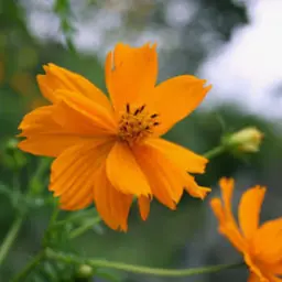 Profile image of 敦