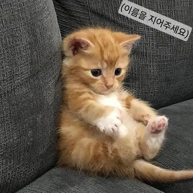 bhhstto의 버려진 고양이 강아지를 보았다 당신은