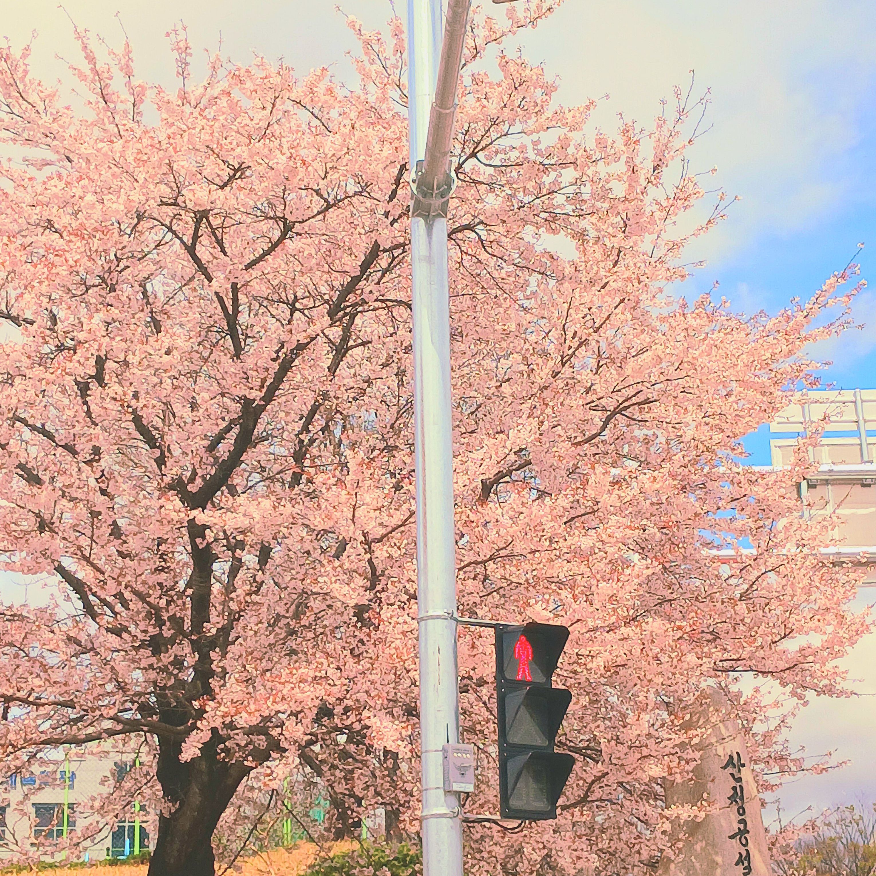 핑크빛 로판 세계 대표 이미지