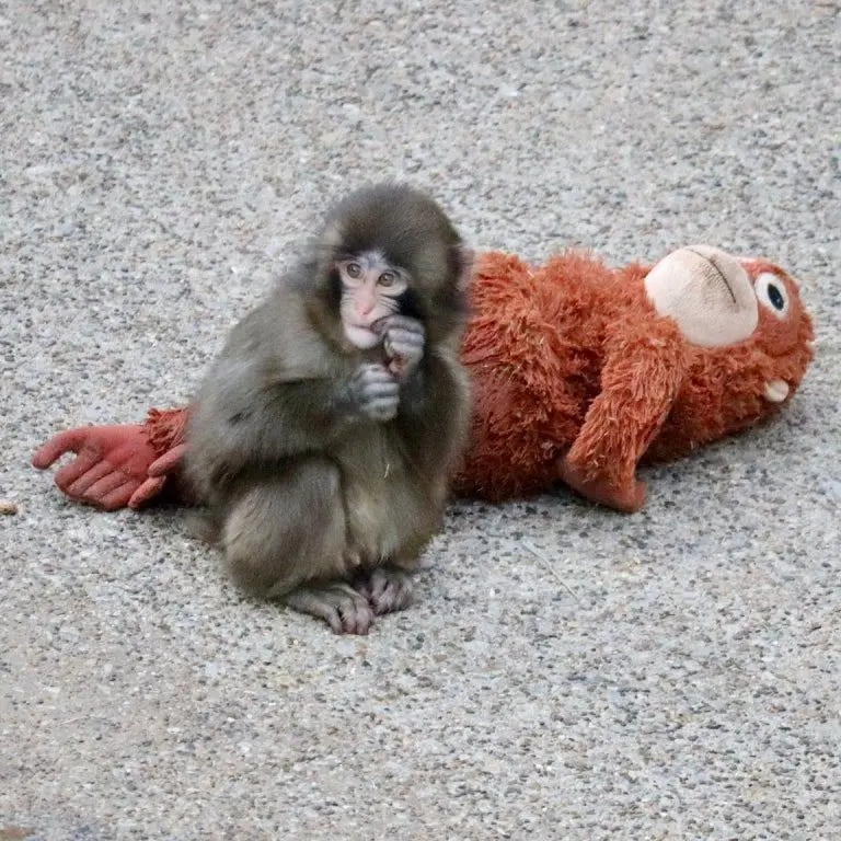 BentBean8132의 아기 원숭이 펀치