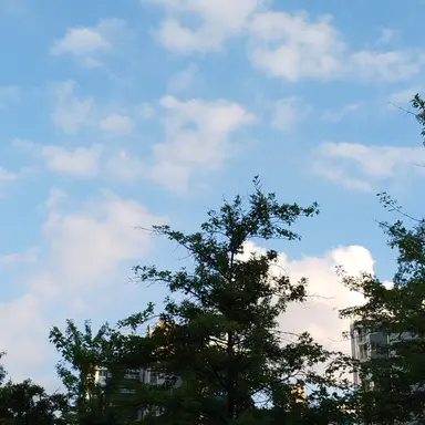 Profile image of 시노부