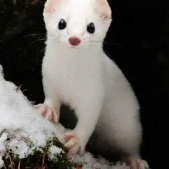 Profile image of 여우