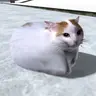 Profile image of チピチピチャパチャパ