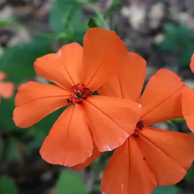 Profile image of 烏丸蘭丸