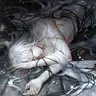 Profile image of Sebastian