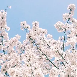 huruya_rei의 카오