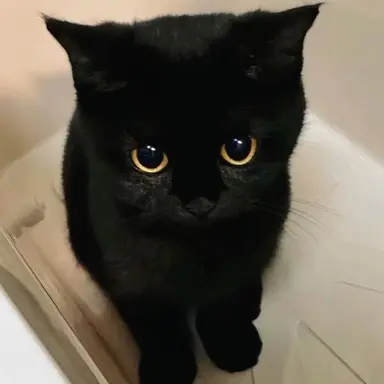 Profile image of 먀오