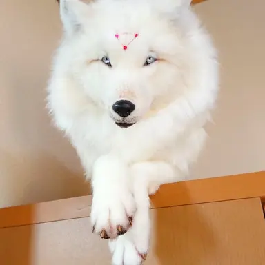 Profile image of 玉犬   白