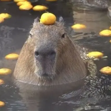 Profile image of 개그맨 쌍코피