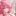미소노 미카
