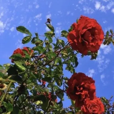 Profile image of 라더