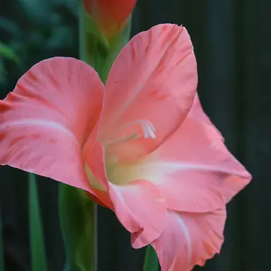 Profile image of Joe