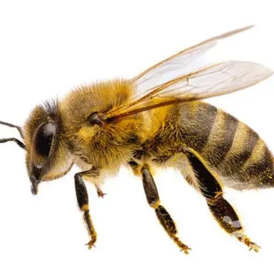 Profile image of 쪼만