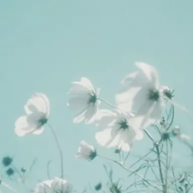 Profile image of 시안