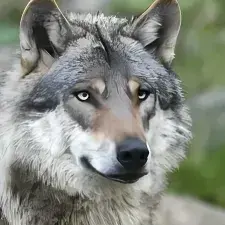 Profile image of Kaelan