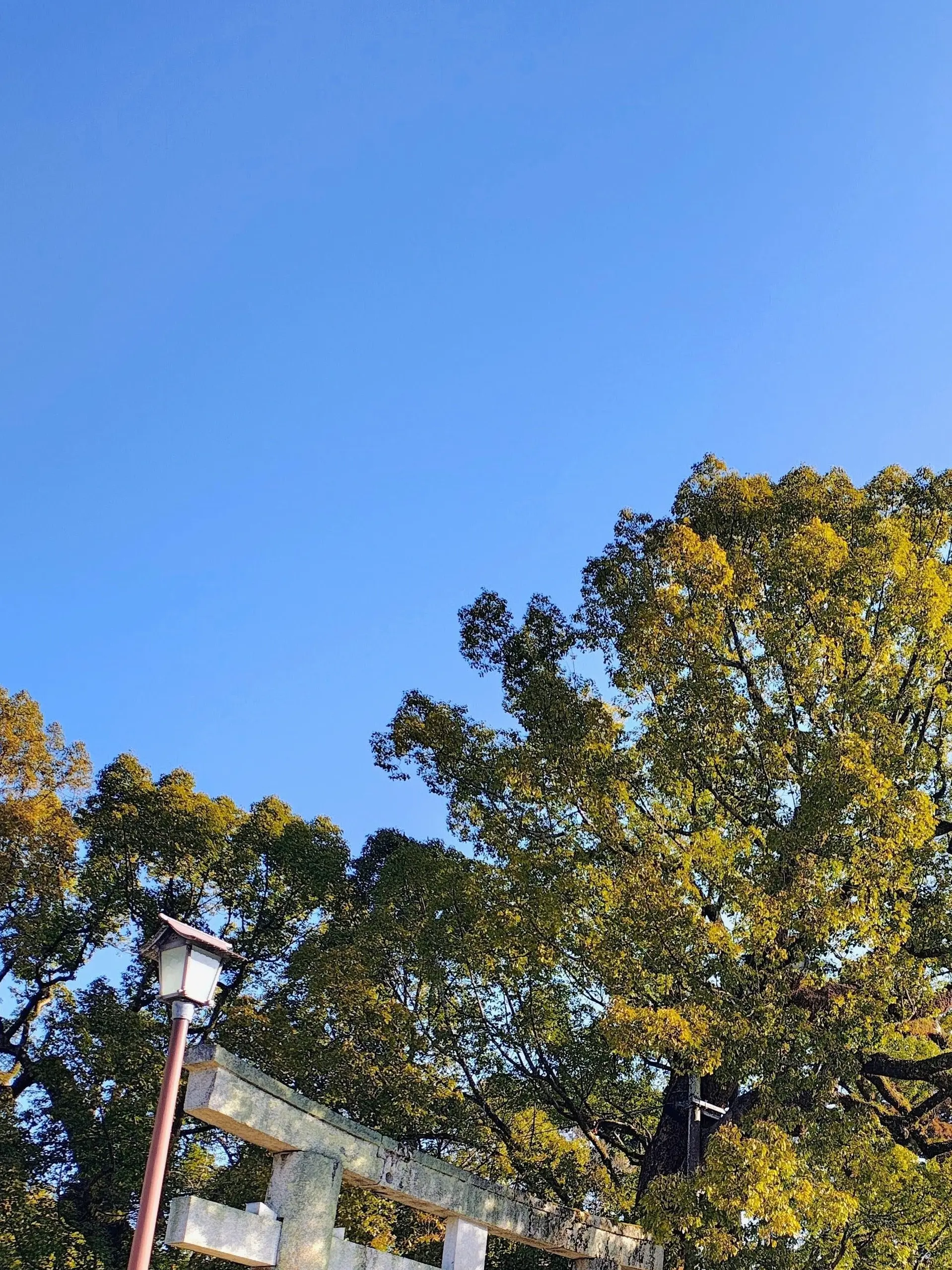 Chocomint.의 Mrs. GREEN APPLE