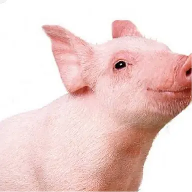 Profile image of 여우