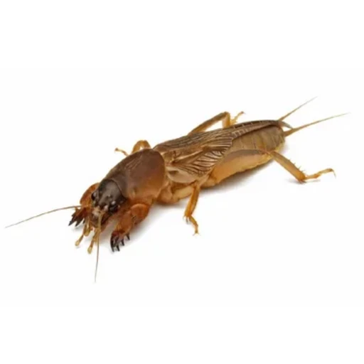 땅강아지