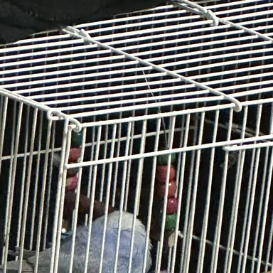 Profile image of 명재현