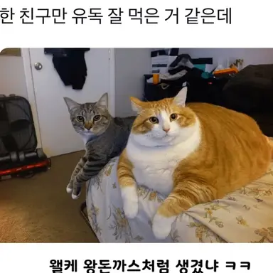 Profile image of 여우