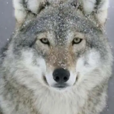 Profile image of Kim Wolf