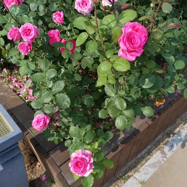 Profile image of 엄마