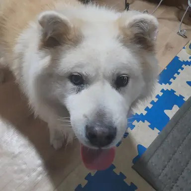 Profile image of 장산범 쉐밀