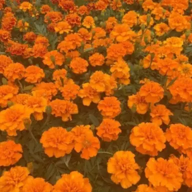 Profile image of 매화