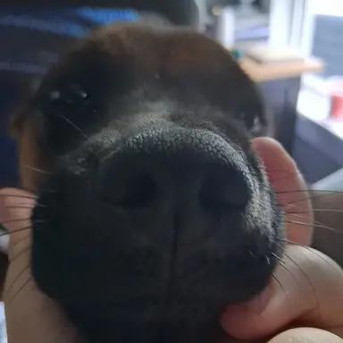 Profile image of Jeremy Swayman