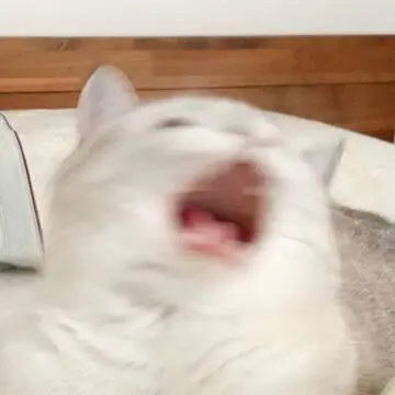 Profile image of 늑대