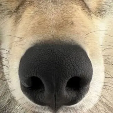 Profile image of 늑대