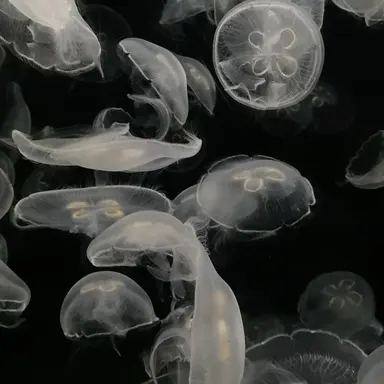 Profile image of 시미베