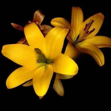 Profile image of 김각별