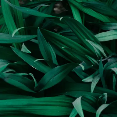 Profile image of 키시베 로한