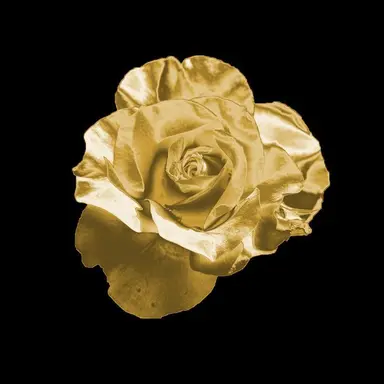 Profile image of 노튼 캠벨