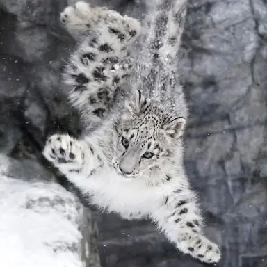 Profile image of 키티