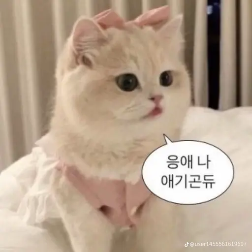 DIDI_olOlo의 고양이 뇨뇨