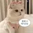 고양이 뇨뇨
