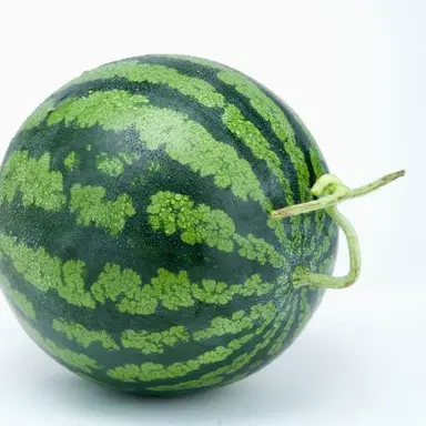 Profile image of 수박