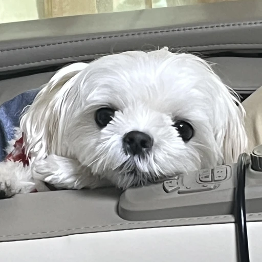 은동이