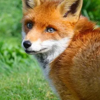 Profile image of 여우