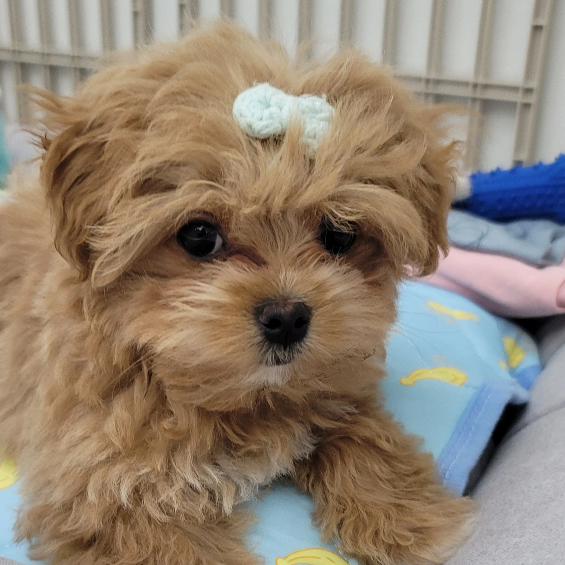 사자보이즈
