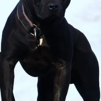 Profile image of King