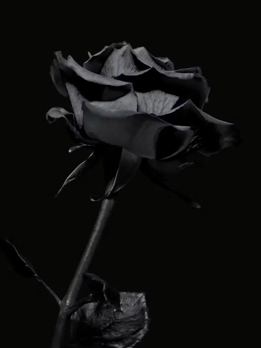 IloveyouCore의 넌 절¥대 나에€게 못 도망쳐:)