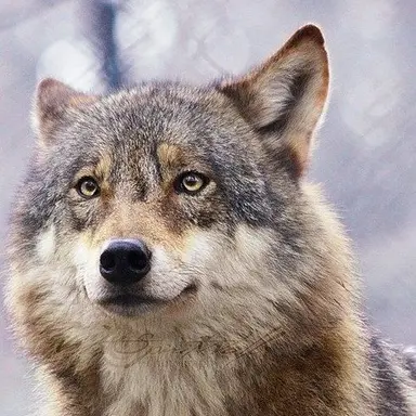 Profile image of 늑대