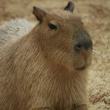 Profile image of 카피바라